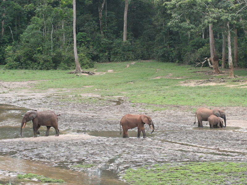 Forest Elephants - CAR