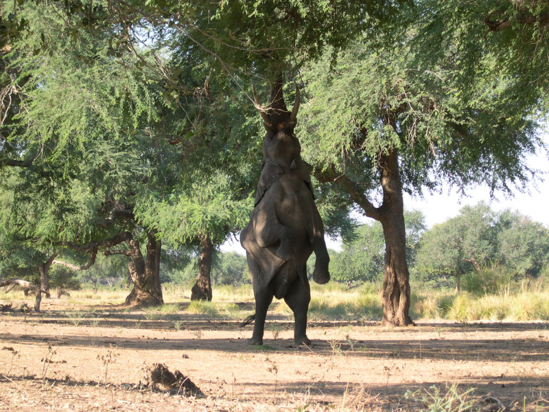 zimbabwe_wildlife_ManaPools_elephant03_RobinBrown
