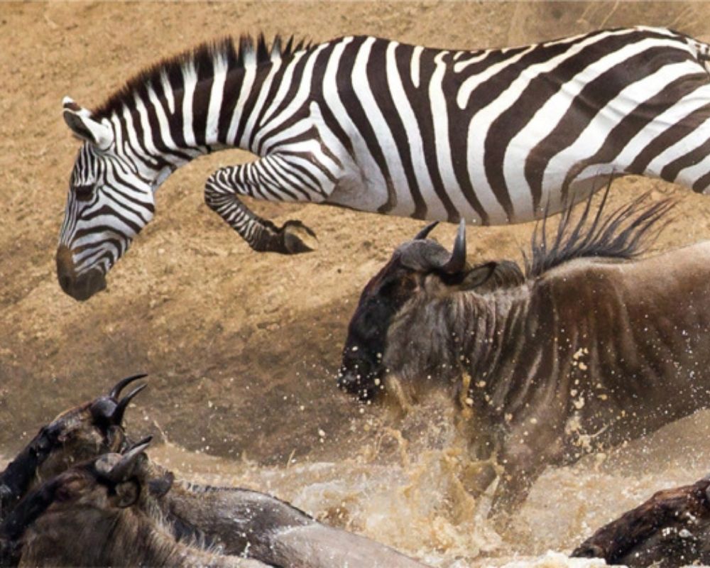 Serengeti North River Crossing