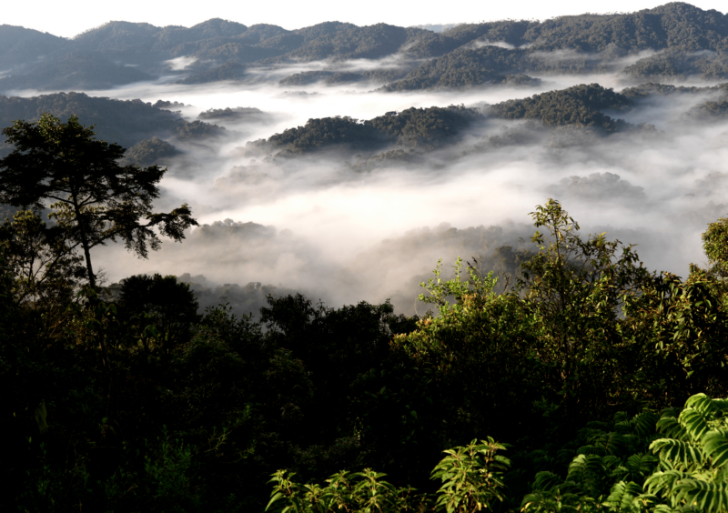 Rwanda Forest