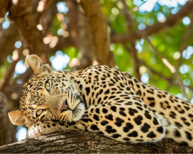 Kilimanjaro Marathon & private Serengeti Safari