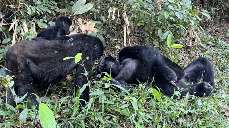 Gorilla trekking in Bwindi Impenetrable Forest