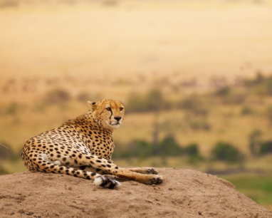 Spotlight on Northern Tanzania Package